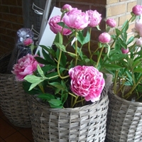 P�on - rosa bonderose